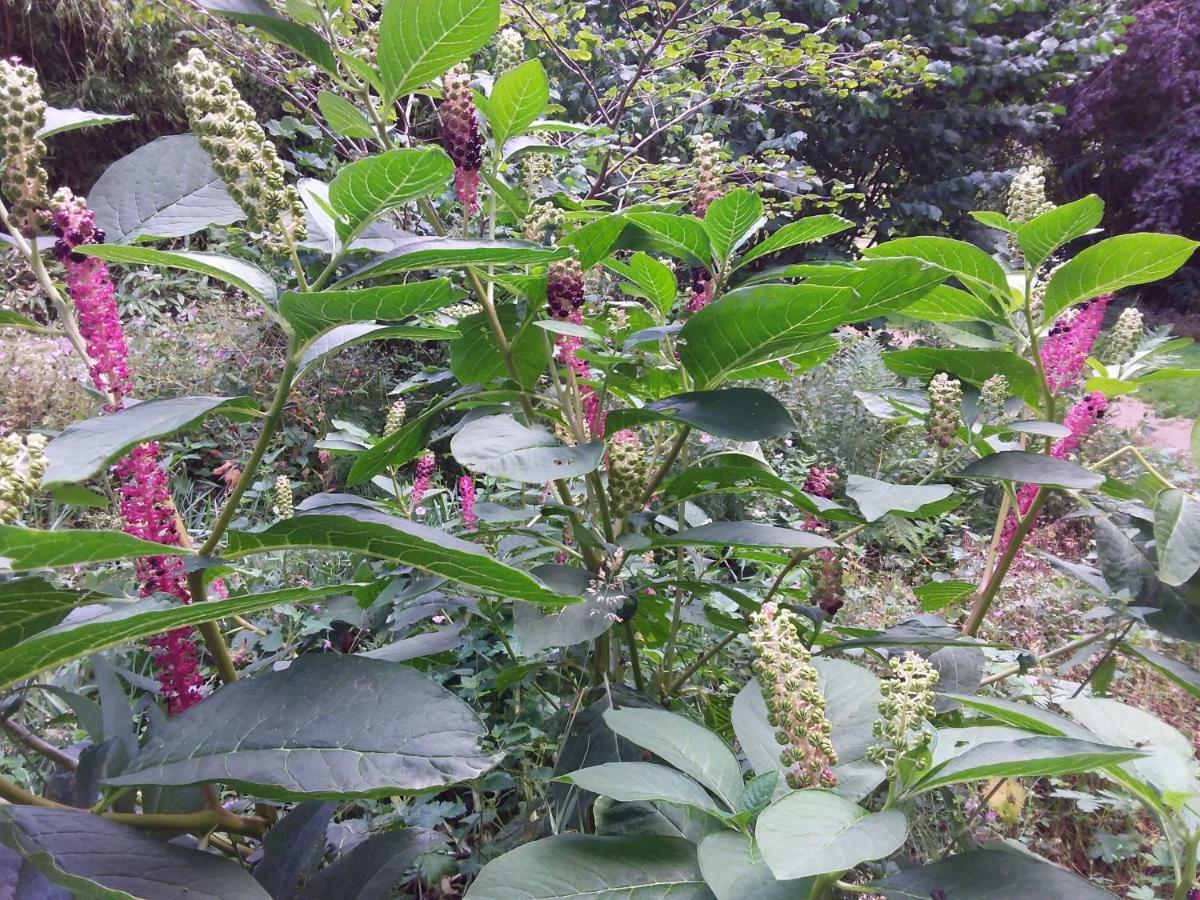 فيلا L'Orchidee Lassay-les-Chateaux المظهر الخارجي الصورة